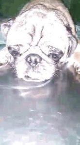 Pepe-perro-pug-Adriana-Fabriani
