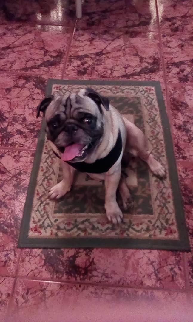 Pepe-perro-pug-Adriana-Fabriani