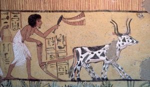 Animales