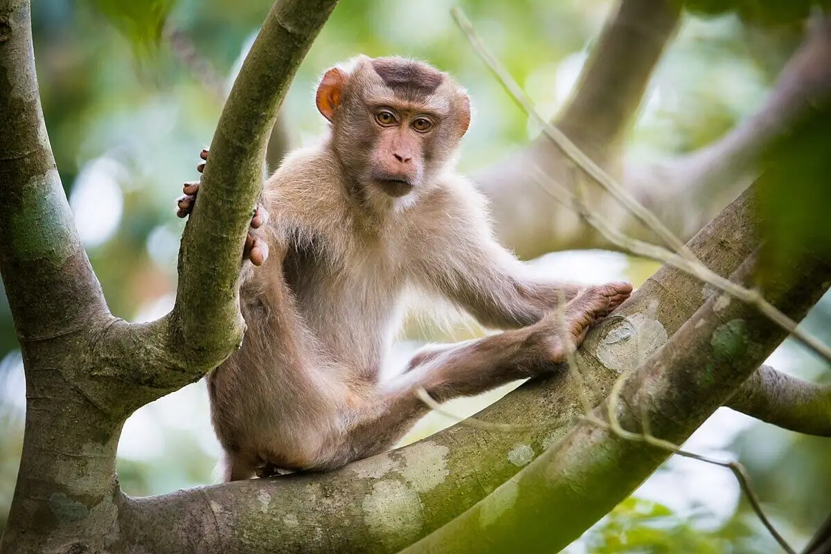 mono rhesus clonación