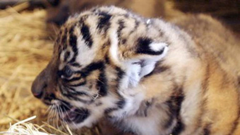 tigre china