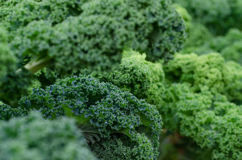 Kale Nutrición Alimentación Vegetales