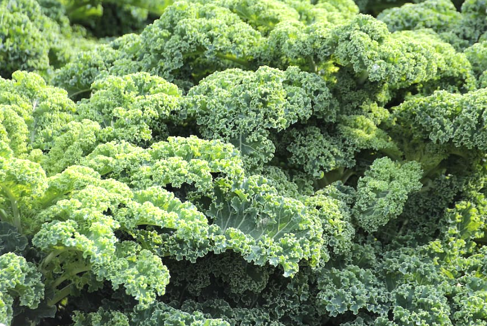 Kale Nutrición Alimentación Vegetales