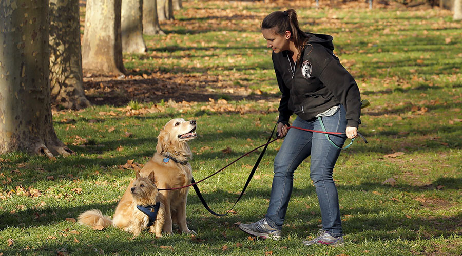 Perros Palabras Hace caso investigaciones obedientes