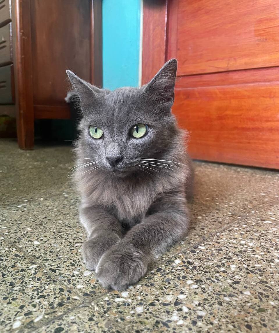 Día Internacional de Gato