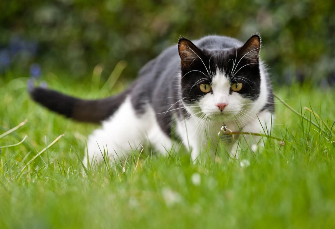 Día Internacional de Gato: