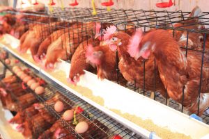 España considera enviar más huevos a EE UU ante la crisis de producción por gripe aviar