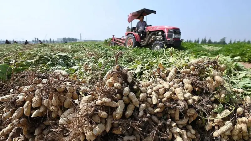 Colina nutrientes alimentación cerebro