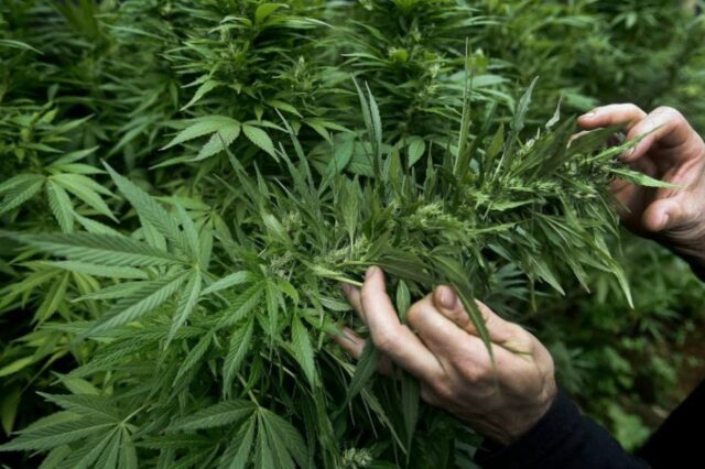 Brasil incluyó la marihuana en la lista de plantas medicinales