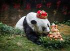 Murió el panda más viejo del mundo en China