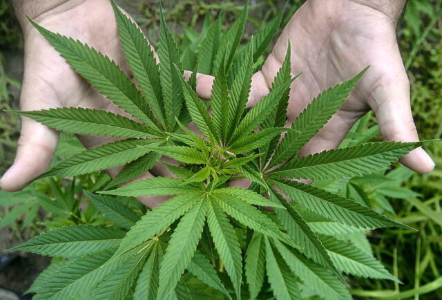 Congreso de Perú aprobó el uso medicinal de la marihuana