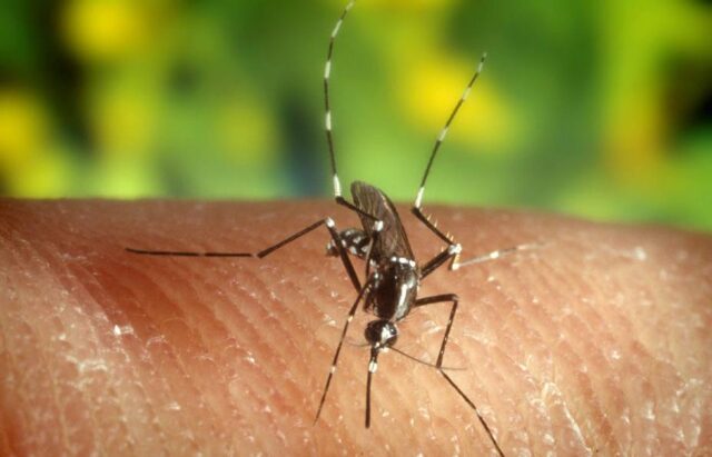 2.796 casos de malaria en Venezuela en las primeras semanas epidemiológicas del año