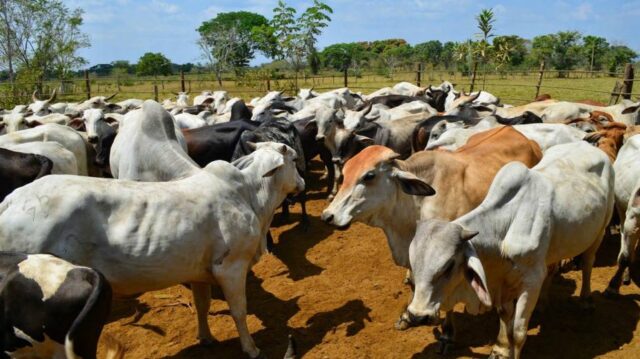 Fedenaga: Escasez de diésel amenaza seguridad alimentaria de venezolanos