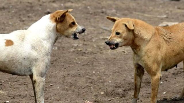Un niño de 9 años muere en Brasil tras ser atacado por al menos cuatro perros