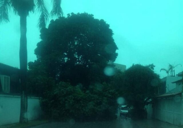 Varios árboles cayeron en el municipio Baruta tras fuertes lluvias