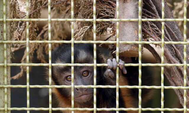Las millonarias garras del tráfico ilegal de animales en Colombia