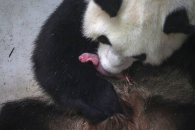 Nacieron dos crías de panda gigante