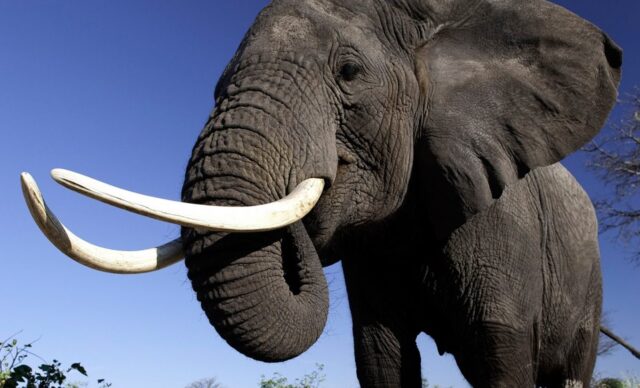 Cazador de Zimbabue murió por el ataque de un elefante
