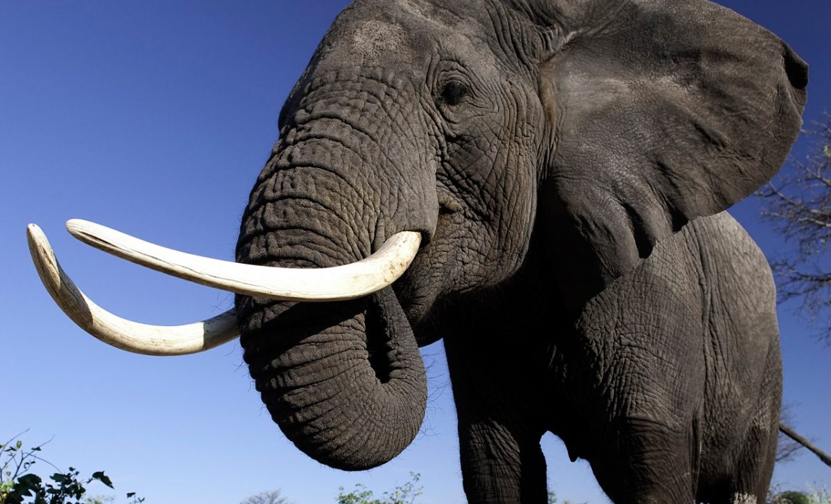 elefante
