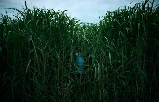 In The Tall Grass, de Netflix, inaugurará el Festival de Sitges