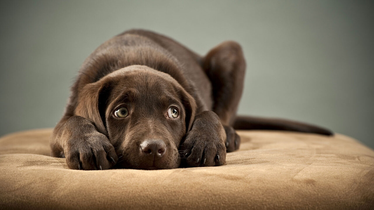 Puppy