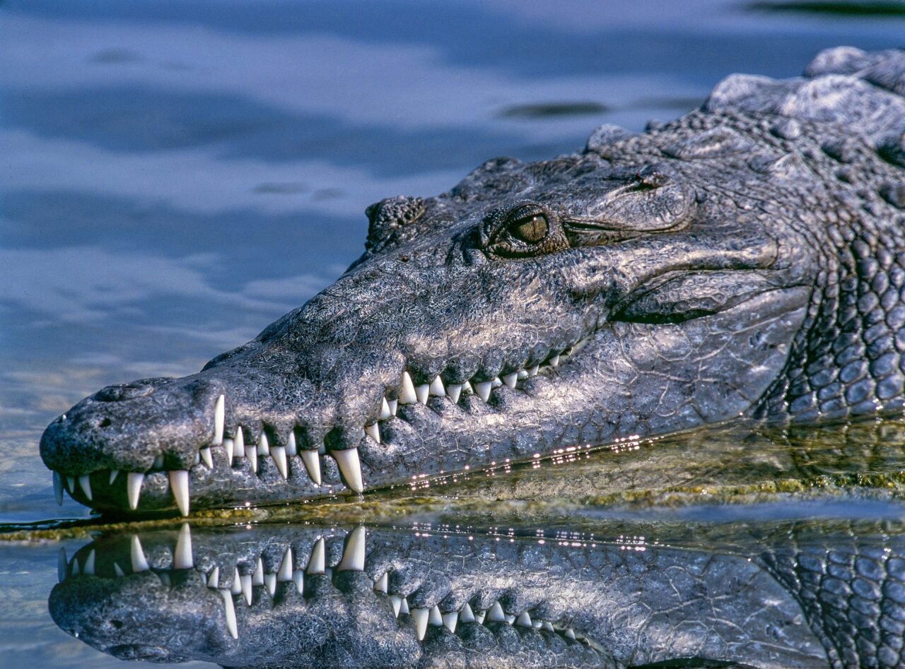 alligator-1851313_1920
