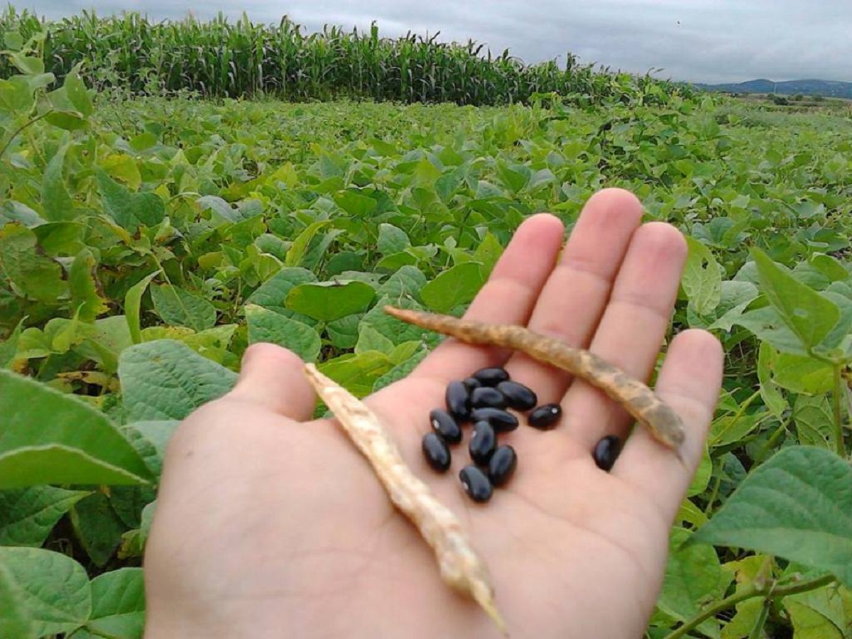 fedeagro 2