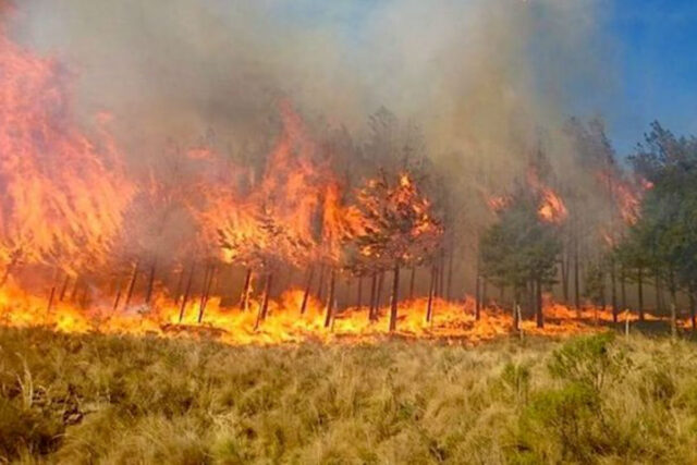 Aumentan 80% los incendios en las selvas de Brasil