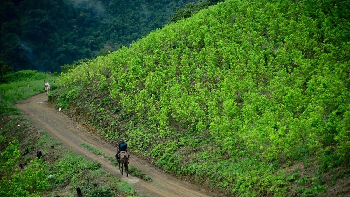 Plantación de coca en Colombia