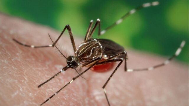 Piden control epidemiológico en Venezuela ante posible aumento del dengue en Latinoamérica