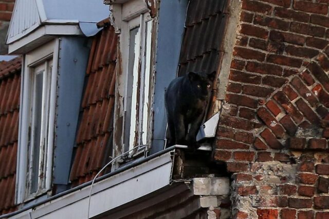Encontraron una pantera suelta por los techos de una localidad francesa