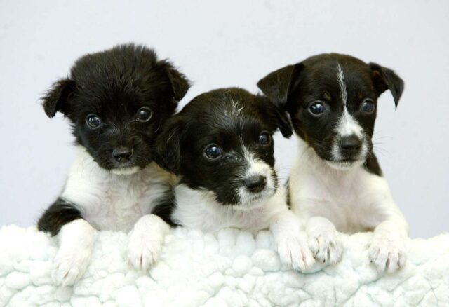 Fármacos y alimentos que podrían dañar la salud de los perros