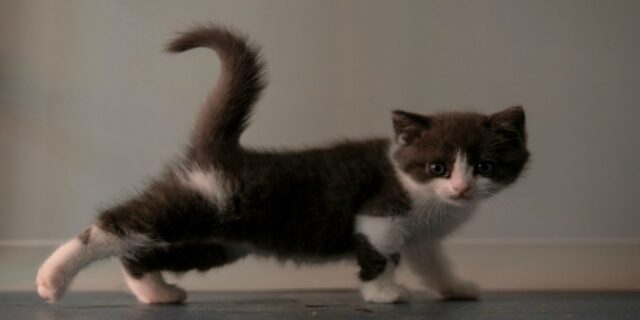 China logró clonar su primer gato, Ajo