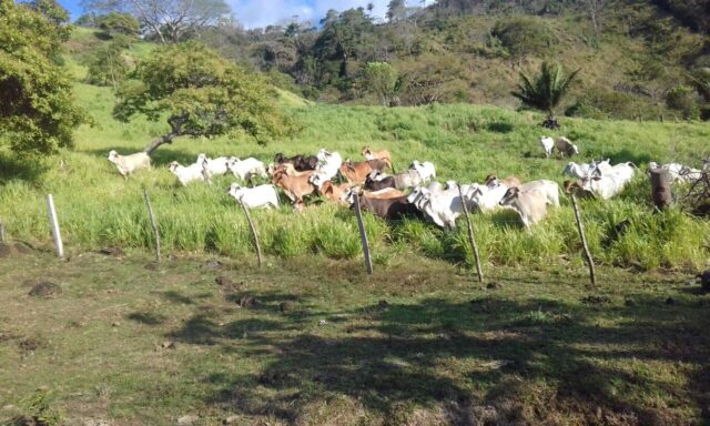 Estudio liderado por Córdoba desvela origen del ganado criollo de América