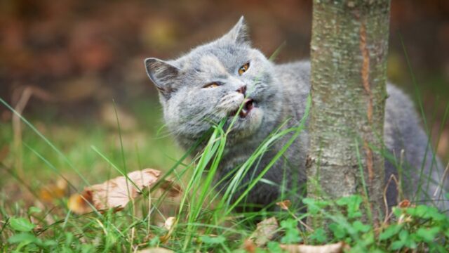 ¿Por qué los gatos y los perros a veces mastican las plantas?
