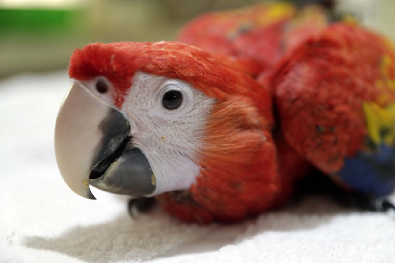 Guacamaya roja