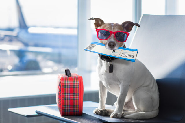 Recomendaciones para viajar con las mascotas de forma segura