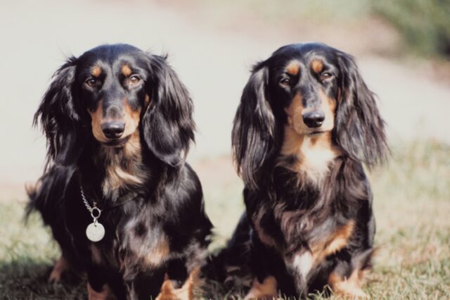 Consejos para cuidar la higiene de las mascotas con pelaje largo
