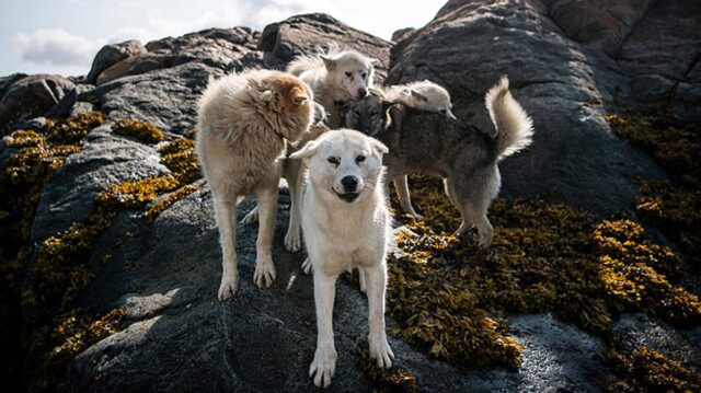 Los perros de trineo en Groenlandia corren peligro por el cambio climático