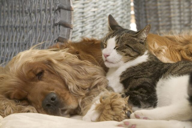 Las desventajas de convertir a los perros y gatos en vegetarianos