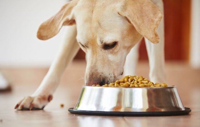 La alimentación balanceada evita el sobrepeso en las mascotas