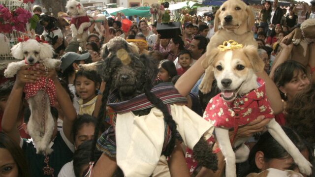 En una iglesia de México es tradición bendecir a las mascotas