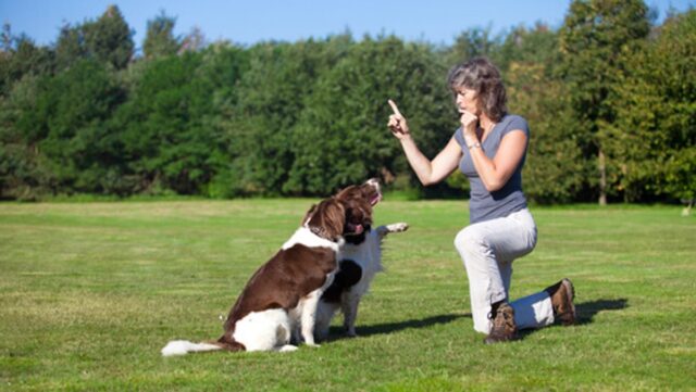 Estudio revela cómo los humanos modelan el cerebro de los perros