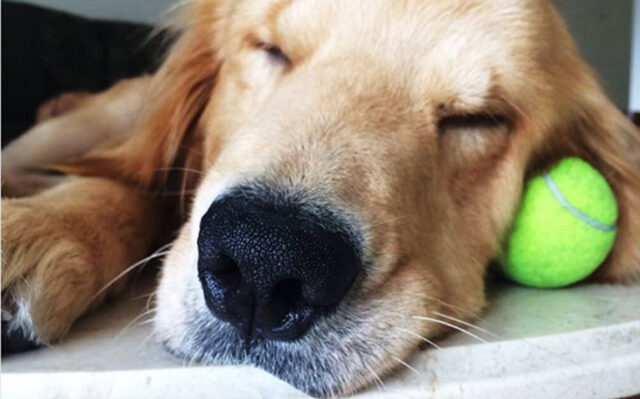#EnInstagram La historia de Hachi, el perro que conmovió al mundo, contada en fotos