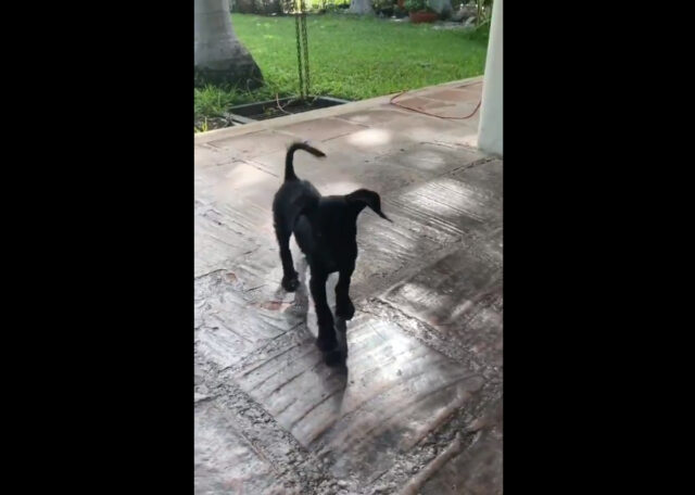 #EnTwitter Lacava anuncia que ayudará a las mascotas