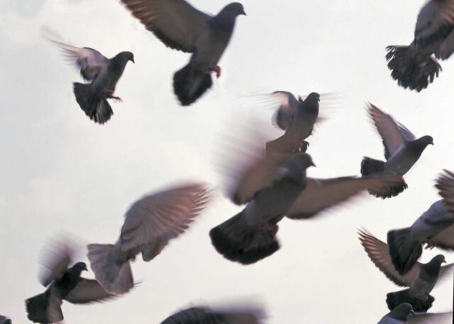 Bruselas suministrará anticonceptivos a las palomas para reducir su población
