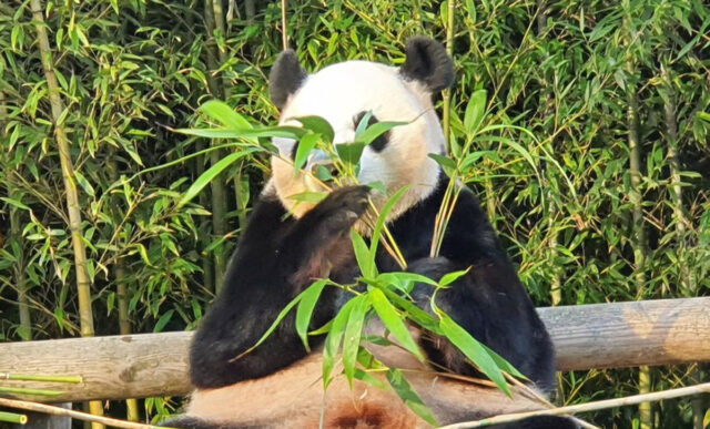 Conoce a los dos únicos osos panda que hay en Corea del Sur
