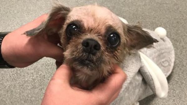 Rescataron a una perrita envuelta en su pelaje, que le impedía moverse