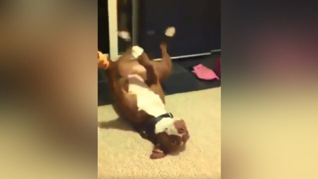 Un perro simula desmayarse cuando su dueña le corta las pezuñas