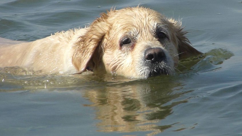 perro inundación